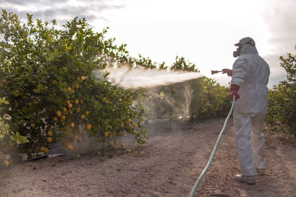 Best Wasp Removal Services  in Dane, WI